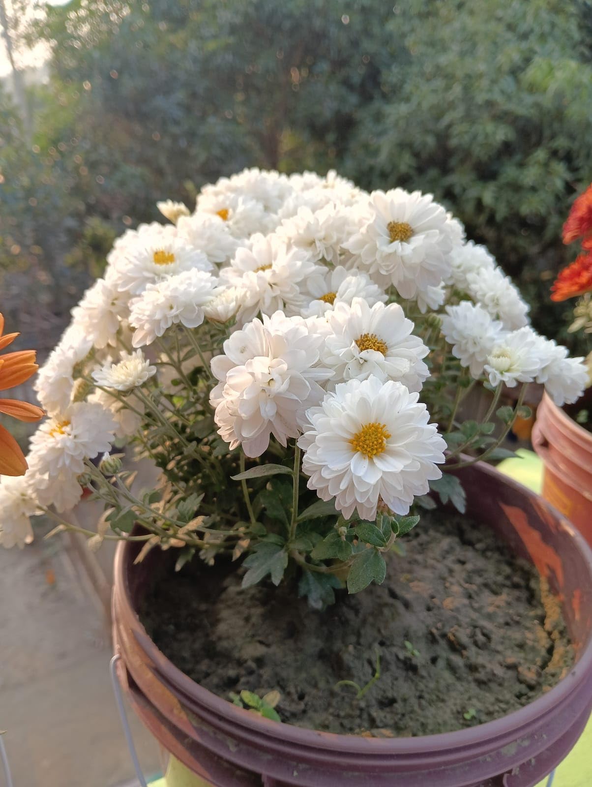Gelb Weiß Chrysantheme Blumensamen zur Aussaat – robust Sorte – Traditionssorte & ohne Gentechnik Samen Hausgarten