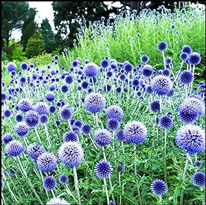 Blau Globe Thistle (Echinops Ritro) Blumensamen – Allium Samen Hausgarten