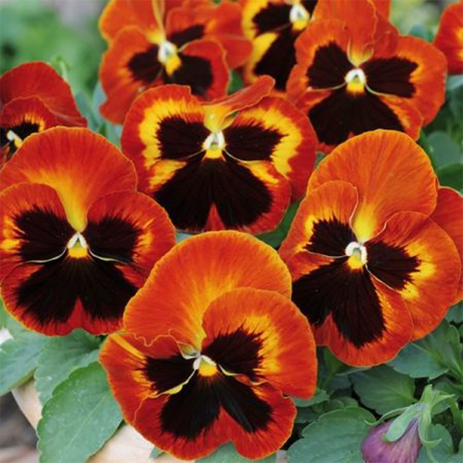 Veilchen Angel Amber Kiss Samen Amber-Colored Blumen