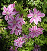 Rosa clematis hybrid blume samen for anpflanzung - bright blooms, heirloom & gmo free samen for home garten
 
 sale samen for anpflanzung in home garten