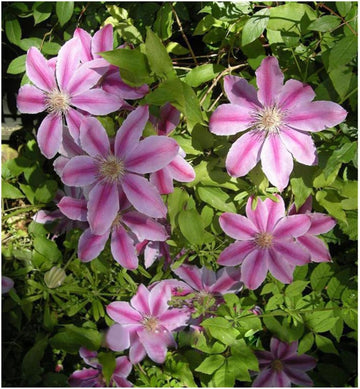 Rosa clematis hybrid blume samen for anpflanzung - bright blooms, heirloom & gmo free samen for home garten
 
 sale samen for anpflanzung in home garten