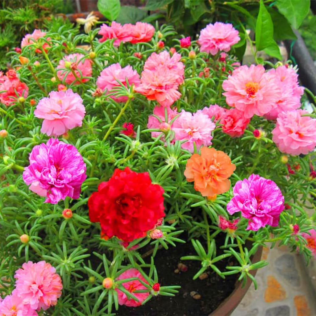 Moss Rose Blumensamen zur Aussaat leuchtend Blüten Traditionssorte & ohne Gentechnik Samen Hausgarten