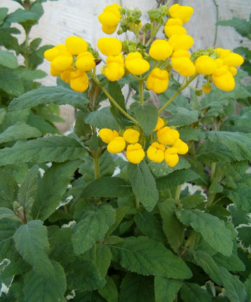 Calceolaria blume samen for anpflanzung - perfect for borders, heirloom & gmo free samen for home garten
 
 sale samen for anpflanzung in home garten