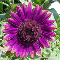 Violett Sonnenblume Blumensamen zur Aussaat Garten beliebt Traditionssorte & ohne Gentechnik Samen Hausgarten