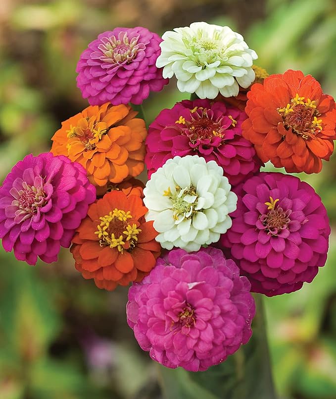 Zinnie Zinnie spp Blumensamen zur Aussaat Blume Beet