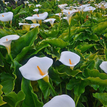 Calla blume samen for anpflanzung drought tolerant heirloom & gmo free samen for home garten 
 
 sale samen for home garten anpflanzung