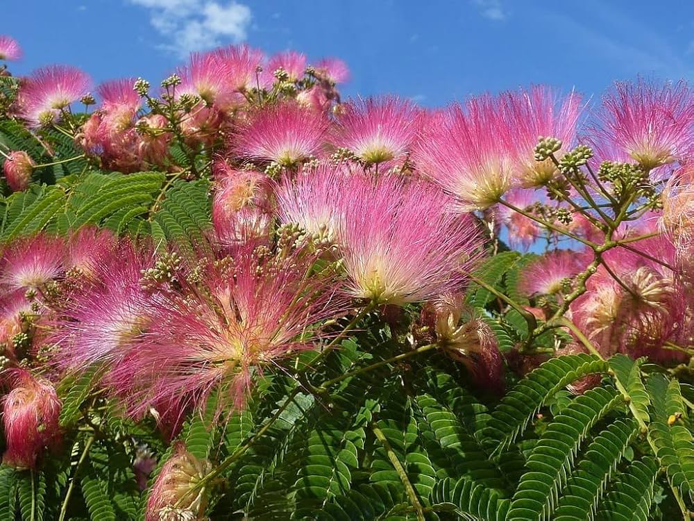 Rosa Julibrissin Blumensamen zur Aussaat – robust Sorte – Traditionssorte & ohne Gentechnik Samen Hausgarten
