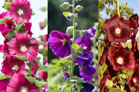 Gemischt Alcea Rosea Blumensamen zur Aussaat – farbenfroh Schau – Traditionssorte & ohne Gentechnik Samen Hausgarten