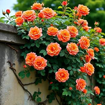 Orange Weiß Rose Blumensamen zur Aussaat lang Blüte Saison Traditionssorte & ohne Gentechnik Samen Hausgarten