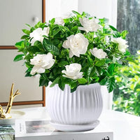 Cape Jasmine Gardenia jasminoides Blumensamen zur Aussaat Blume Beet
