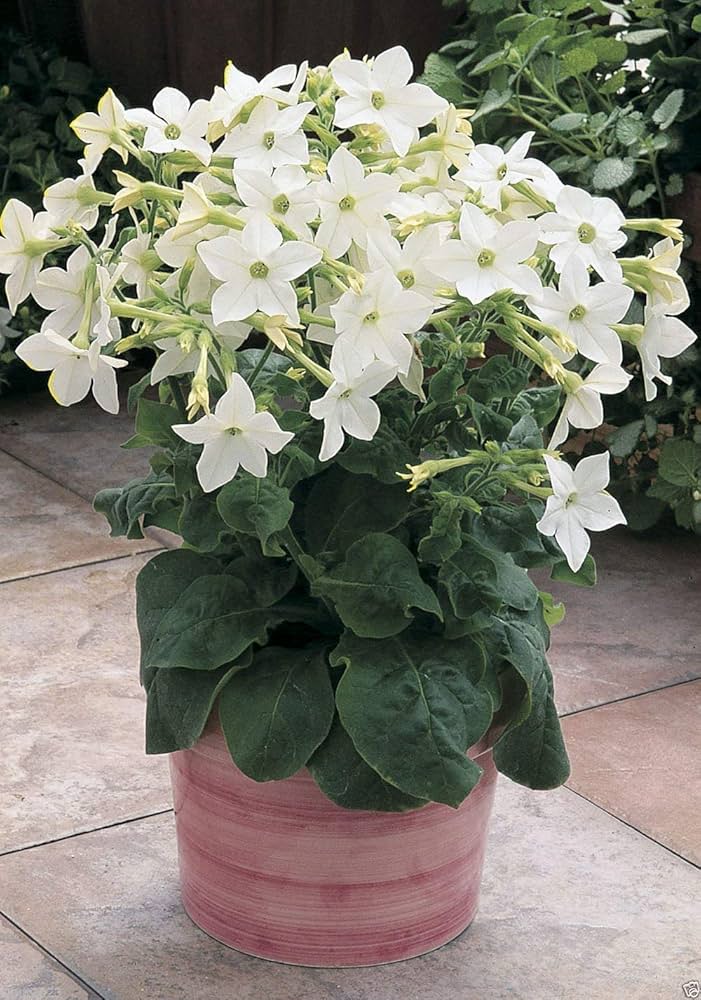 Nicotiana Saratoga Weiß Blume Pelletized Samen elegant einjährig Gärten