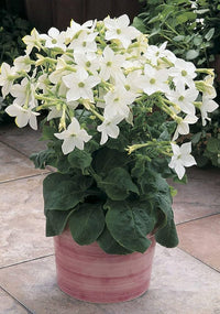Nicotiana Saratoga Weiß Blume Pelletized Samen elegant einjährig Gärten