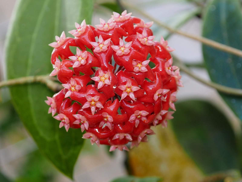 Mixed hoya hoya spp for anpflanzung in indoor garten