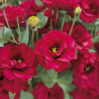 Lisianthus Rot Blumensamen zur Aussaat – Wildblume Mischung – Traditionssorte & ohne Gentechnik Samen Hausgarten