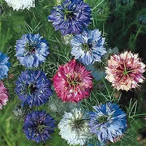 100 Stück