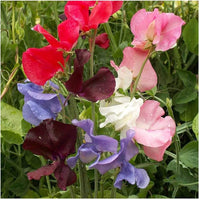 Early multiflora mix sweet pea for anpflanzung in blume bed