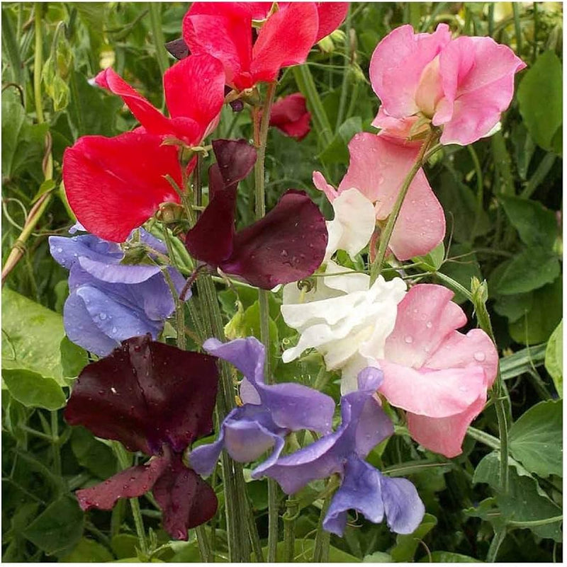 Early multiflora mix sweet pea for anpflanzung in blume bed