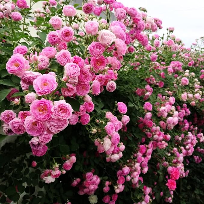 Gemischt kletternd Rose Rosa spp Blumensamen zur Aussaat Blume Beet