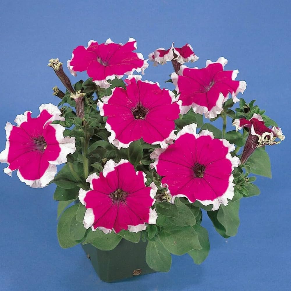 Rot Picotee Petunie Dreams Samen zur Aussaat Balcony Planters Blume Beds