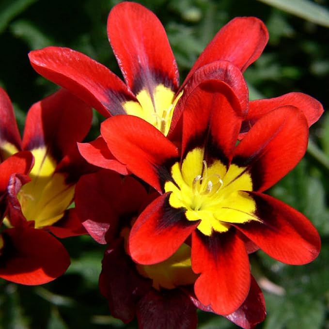 Harlequin (harlequin blume) samen for anpflanzung in home garten