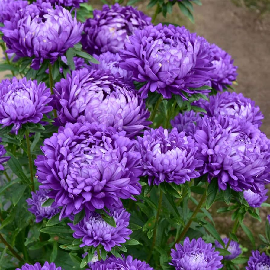Chinese Aster Callistephus chinensis Samen zur Aussaat Blume Beet urban Garten