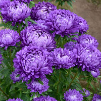 Chinese Aster Callistephus chinensis Samen zur Aussaat Blume Beet urban Garten