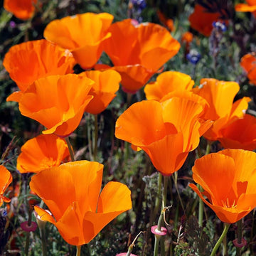 Orange Eschscholtzia Blumensamen – leuchtend Blüten Traditionssorte & ohne Gentechnik Hausgarten