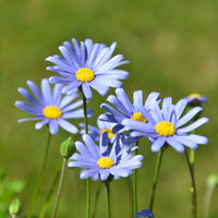 Daisy Blumensamen leuchtend – Cheerful Garten Blüten