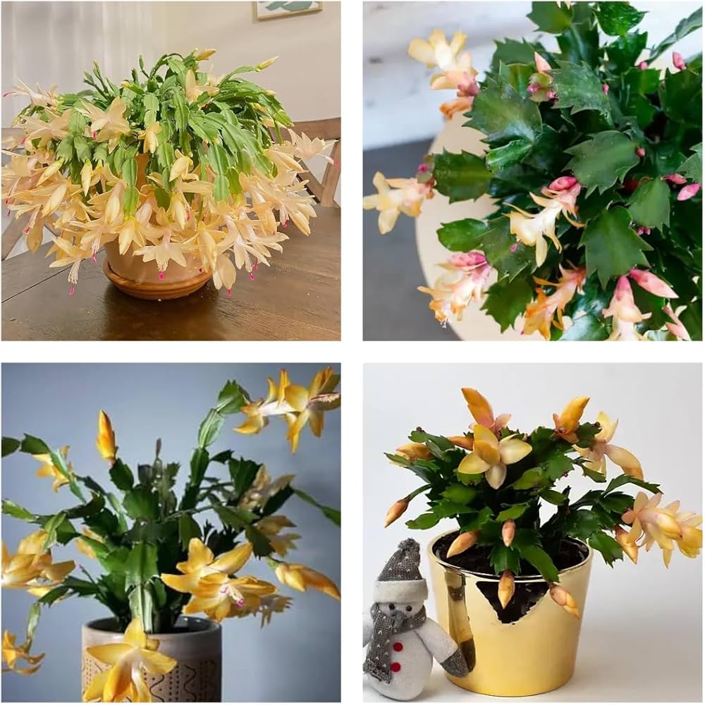 Gelb Zygocactus Truncatus Blumensamen zur Aussaat Bestäuber freundlich Traditionssorte & ohne Gentechnik Samen Hausgarten