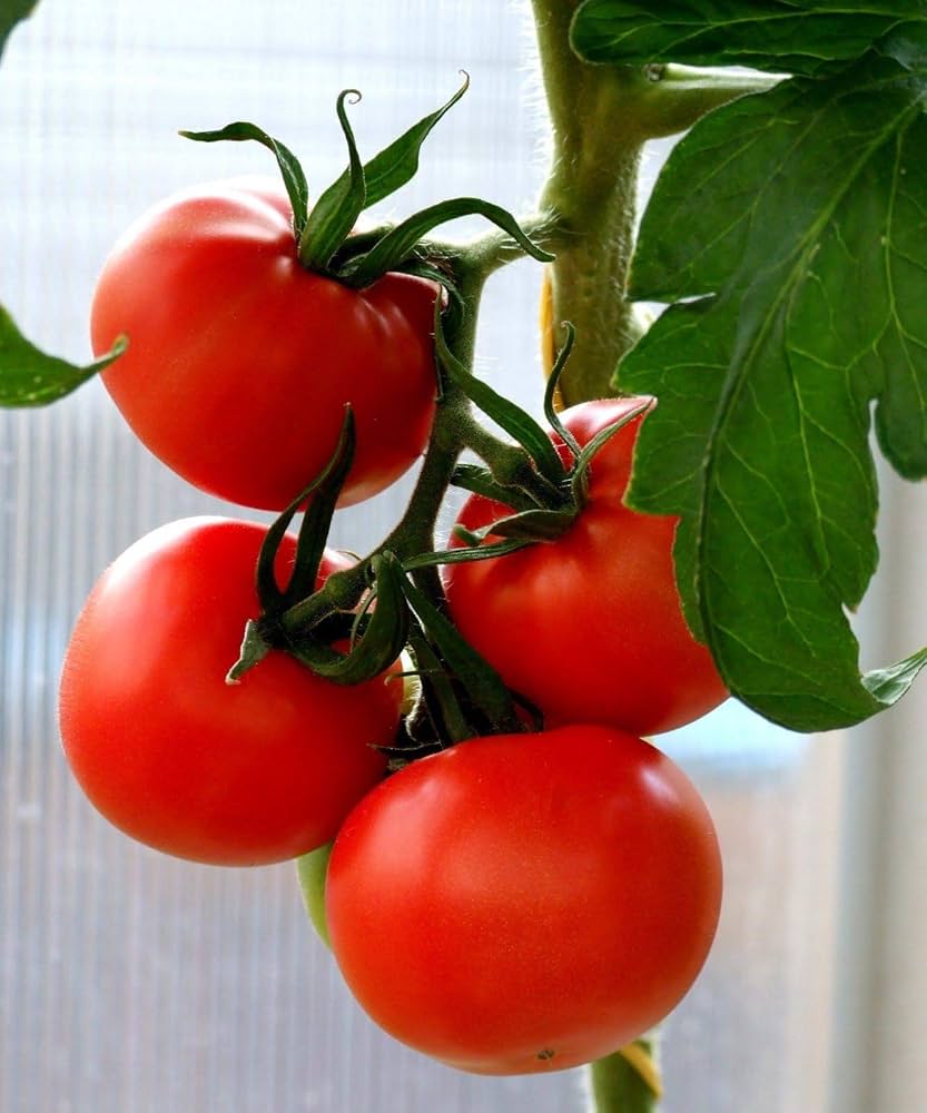 Traditionell Tomate Homestead Samen zum Pflanzen - Great for Gemüse Patch & Garden