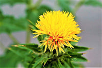 Gelb Safflower Blumensamen zur Aussaat – sonnenliebend – Traditionssorte & ohne Gentechnik Samen Hausgarten