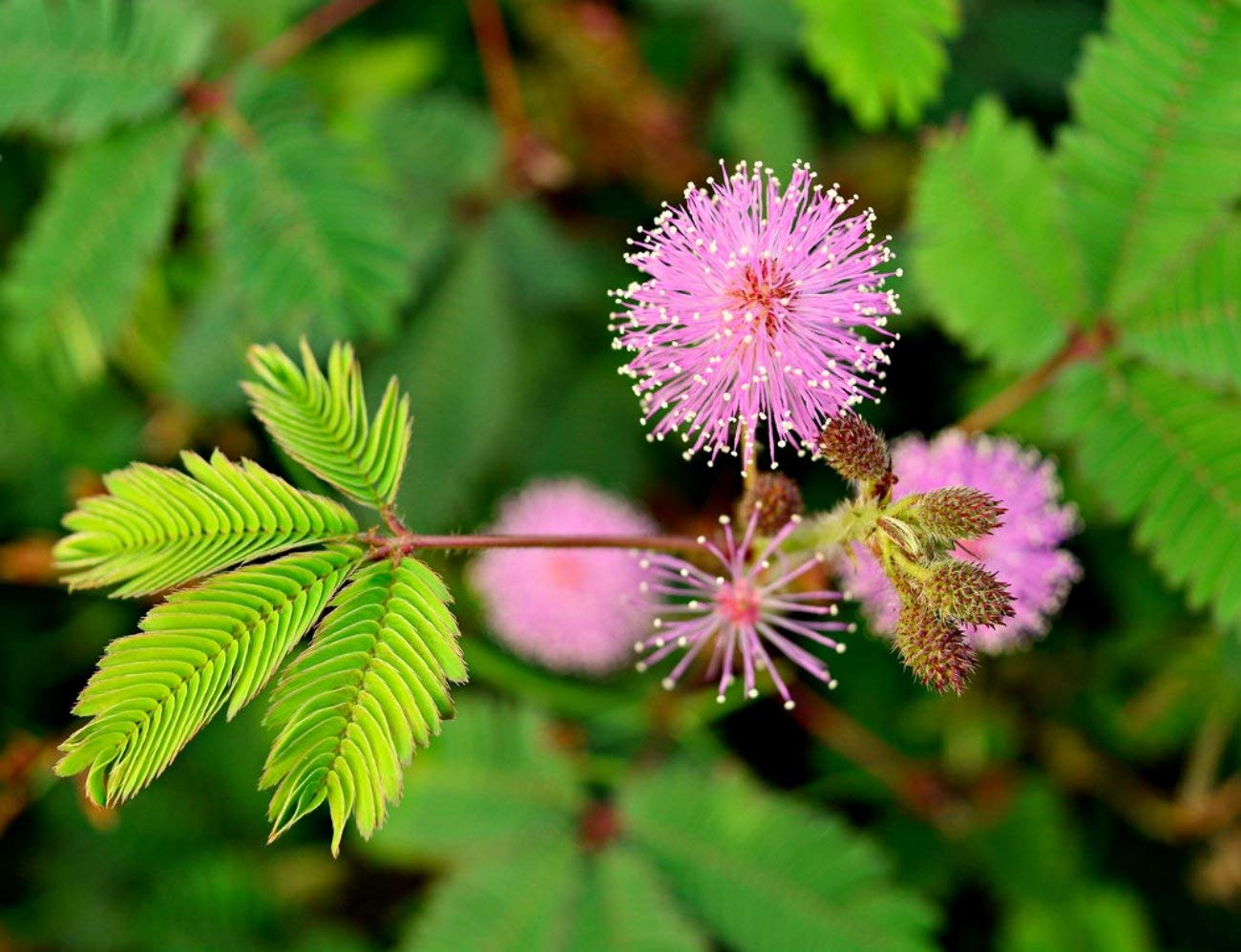 Mimosa Blumensamen zur Aussaat – sonnenliebend – Traditionssorte & ohne Gentechnik Samen Hausgarten
