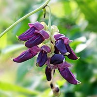 Velvet Bean Samen zum Pflanzen - Grow Your Own Gemüses