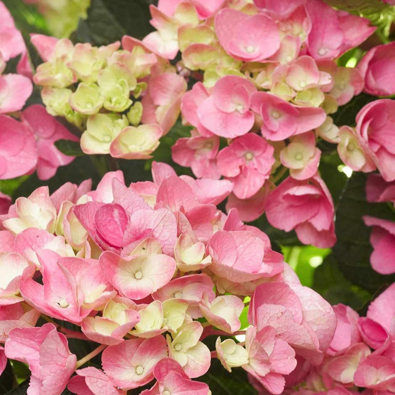 Gelb rosa hydrangea blume samen for anpflanzung - drought tolerant, heirloom & gmo free samen for home garten
 
 sale for anpflanzung in home garten