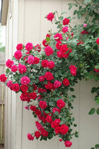 tief Rosa kletternd Rose Blumensamen zur Aussaat Landhaus Garten wichtig Traditionssorte & ohne Gentechnik Samen Hausgarten
