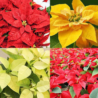 Gemischt Weihnachtsstern Blumensamen zur Aussaat – Garten beliebt – Traditionssorte & ohne Gentechnik Samen Hausgarten