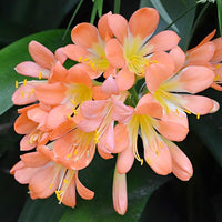 Clivia Samen (Kaffir Lilie) – ideal Garten or Pots