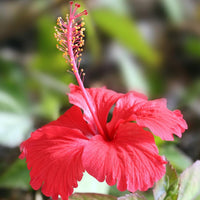Hibiscus rosa-sinensis for anpflanzung in tropical garten