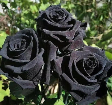 Schwarz Rose Blumensamen zur Aussaat Halbschatten verträglich Traditionssorte & ohne Gentechnik Samen Hausgarten