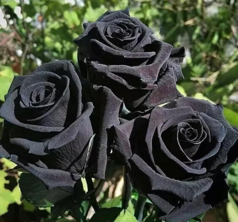 Schwarz Rose Blumensamen zur Aussaat Halbschatten verträglich Traditionssorte & ohne Gentechnik Samen Hausgarten