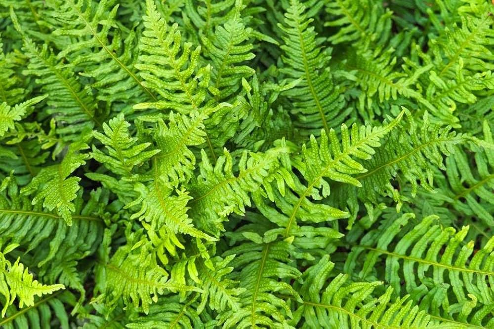 Grün Fern zur Aussaat Traditionssorte & ohne Gentechnik Samen robust Sorte Traditionssorte & ohne Gentechnik Samen Hausgarten