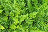 Grün Fern zur Aussaat Traditionssorte & ohne Gentechnik Samen robust Sorte Traditionssorte & ohne Gentechnik Samen Hausgarten