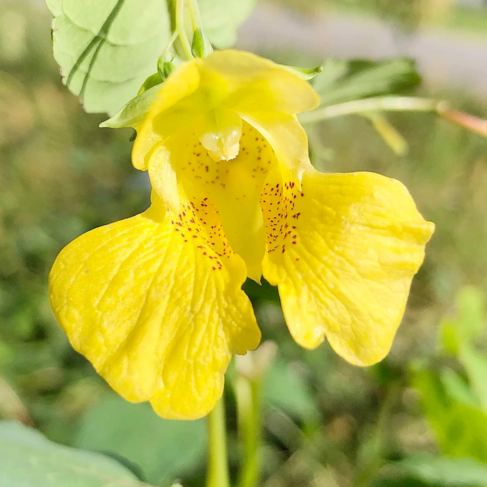 Jewelweed Blumensamen zur Aussaat – Drought verträglich Traditionssorte & ohne Gentechnik Samen Hausgarten