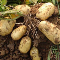 Gelb Potato Gemüsesamen Planting