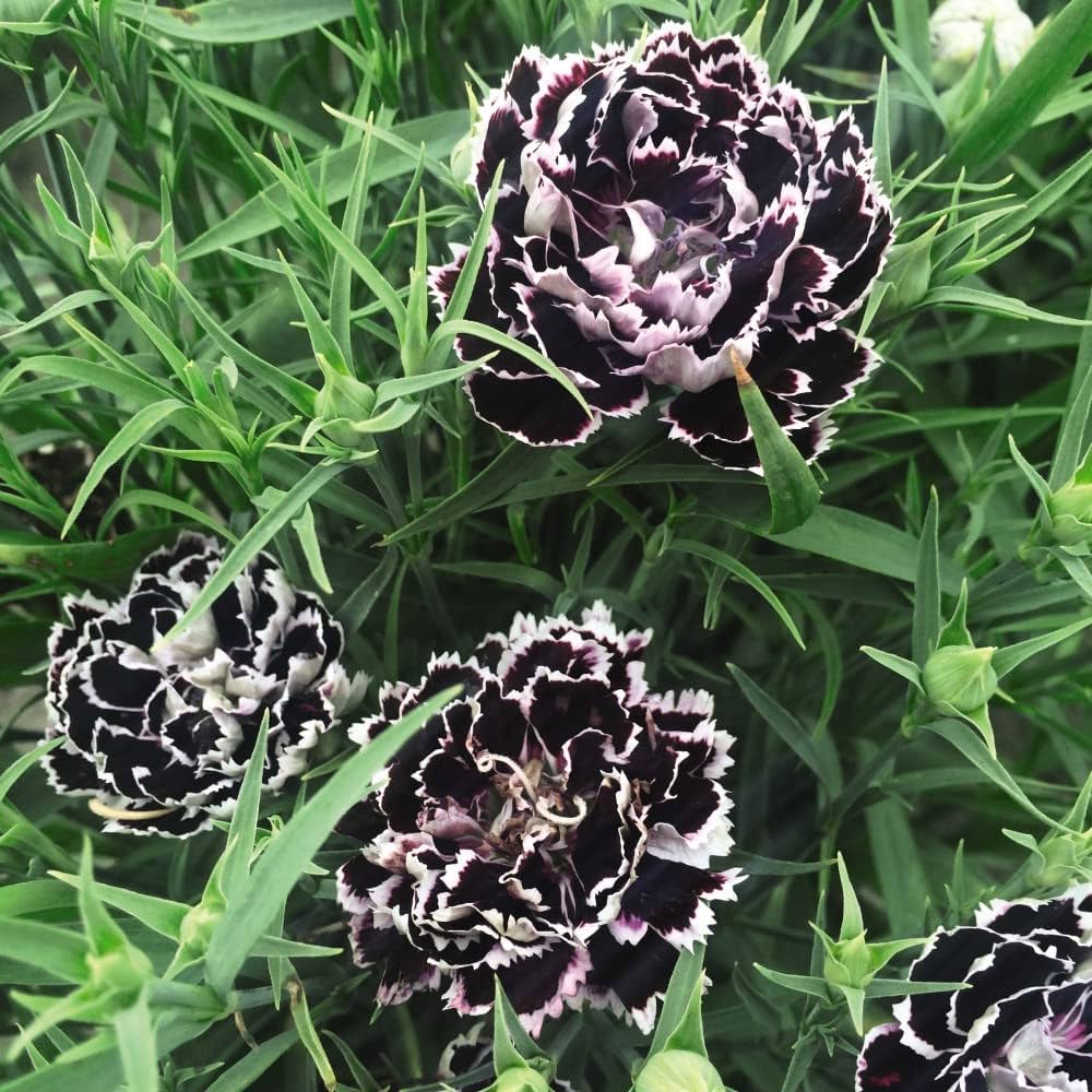 Schwarz Weiß Nelke Blumensamen zur Aussaat – duftend Blüten – Traditionssorte & ohne Gentechnik Samen Hausgarten