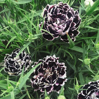 Schwarz Weiß Nelke Blumensamen zur Aussaat – duftend Blüten – Traditionssorte & ohne Gentechnik Samen Hausgarten