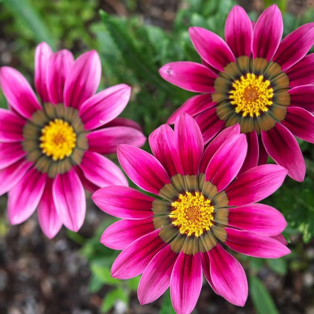 African Daisy Arctotis Rollier Samen zur Aussaat Blume Beet Dry Garten