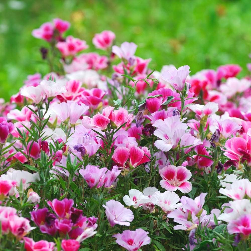 Mixed godetia blume samen for anpflanzung - bright blooms, heirloom & gmo free samen for home garten
 
 sale samen for anpflanzung in home garten