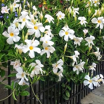 Weiß Mandevilla Blumensamen zur Aussaat Landhaus Garten wichtig Traditionssorte & ohne Gentechnik Samen Hausgarten
