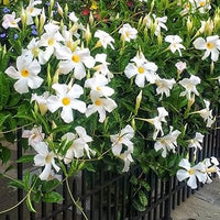 Weiß Mandevilla Blumensamen zur Aussaat Landhaus Garten wichtig Traditionssorte & ohne Gentechnik Samen Hausgarten